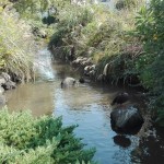 一之江境川親水公園にカモと鯉がいました。ガラスコーティング ＮＳコーポレーション